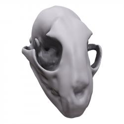 Skull Animal Base Scan